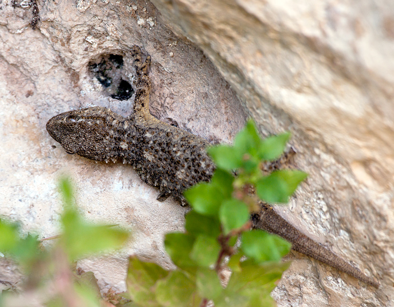 Podarcis sicula con preda e geco da indent.